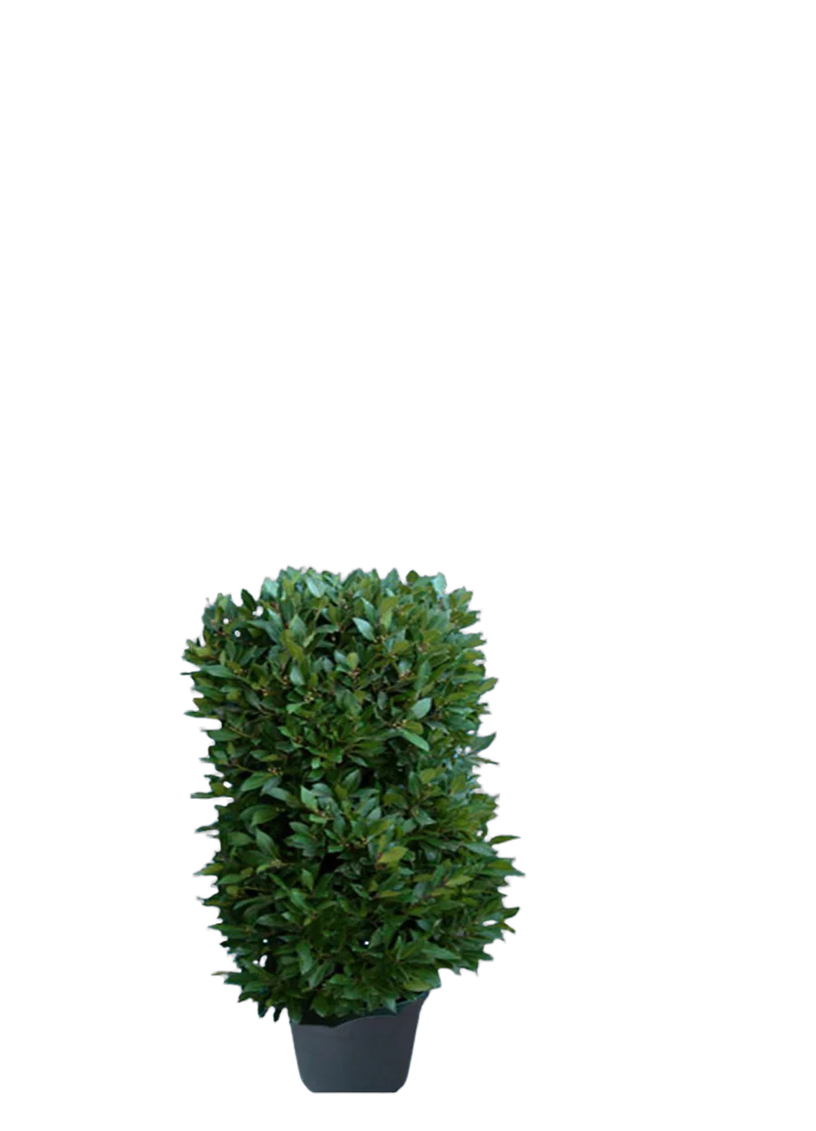 Лавр благородный колонна - Lurus nbilis D25 H100