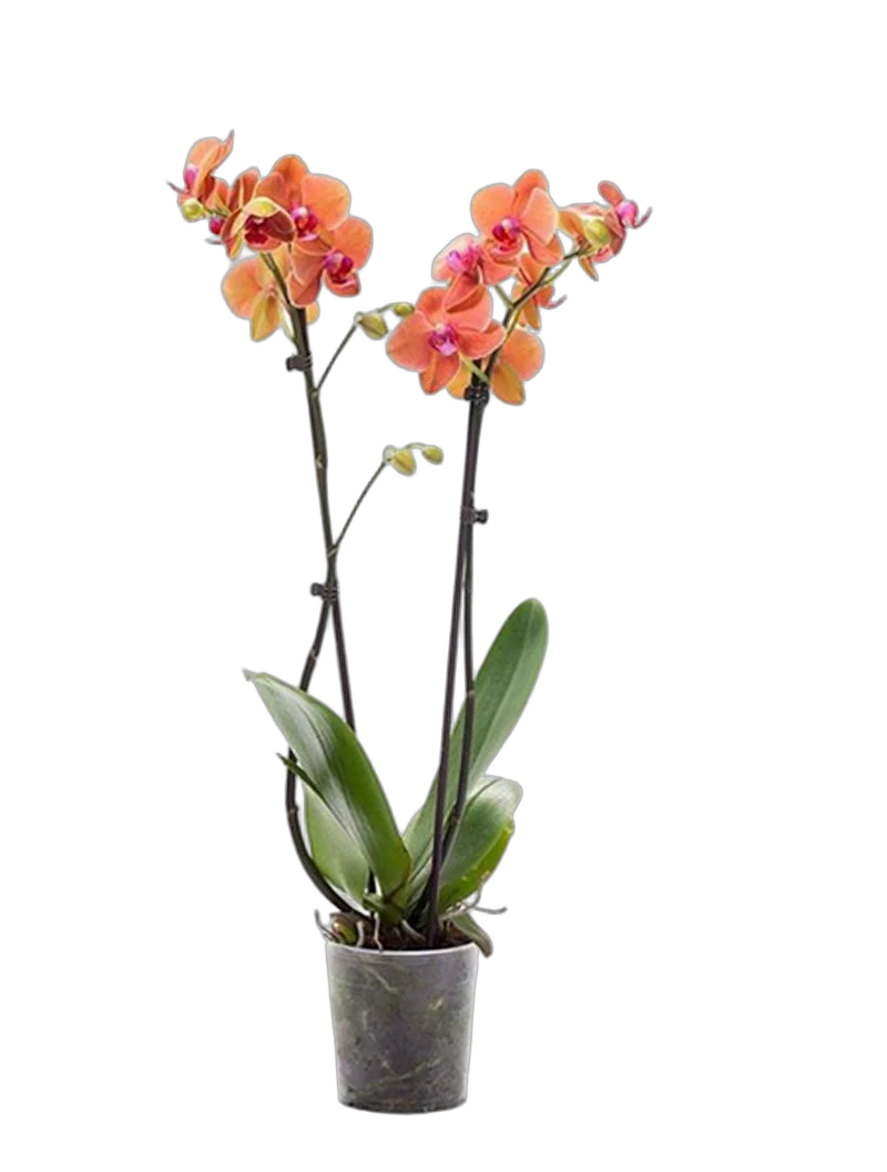 Фаленопсис Anthura ‘Trento 2 цветоноса - Phalaenopsis D12 H60