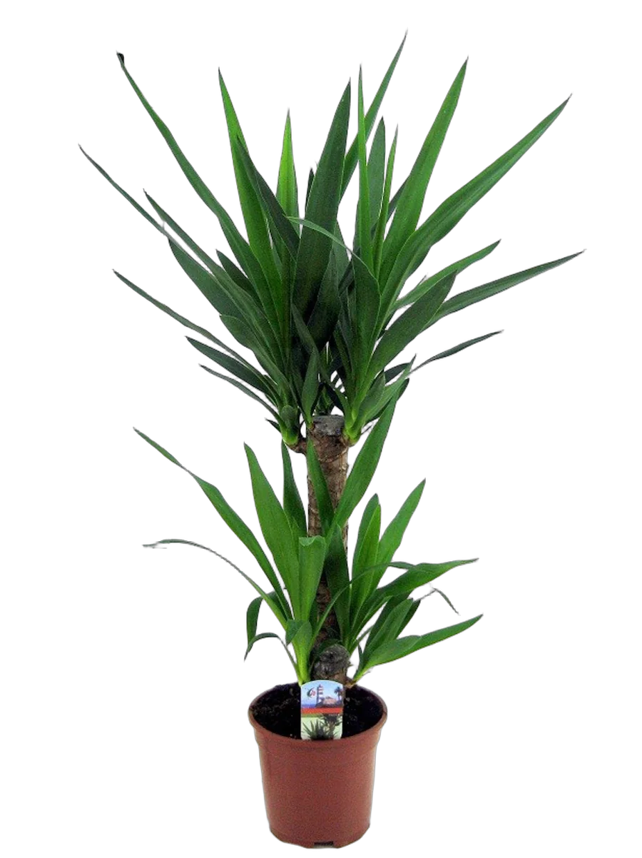 Пальма Юкка - Yucca D20 H90