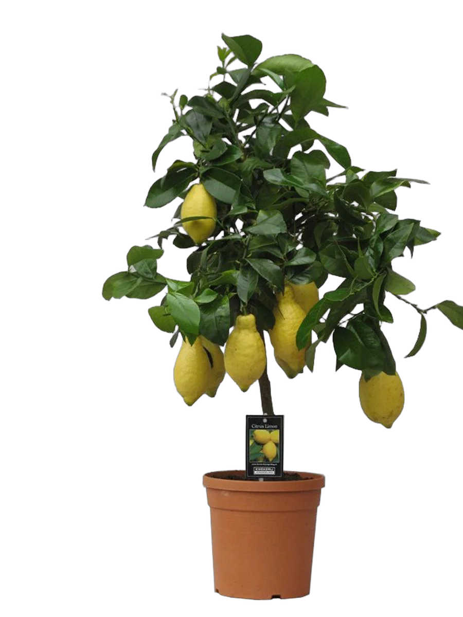 Лимон 80 см