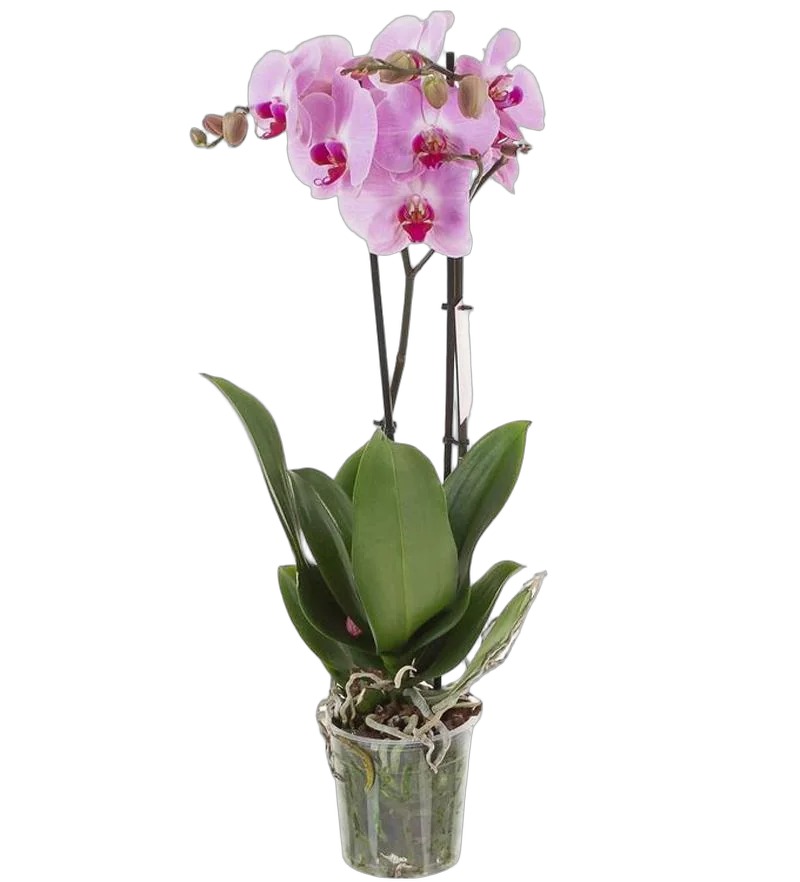 Фаленопсис Atlantis Optiflor 2 цветоноса - Phalaenopsis D12 H60