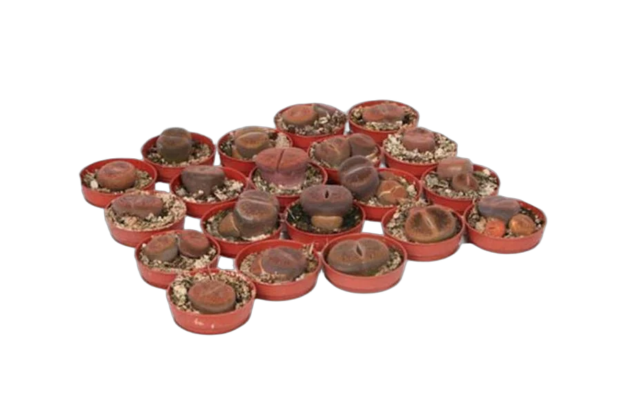 Литопс - Lithops spp D5 H10