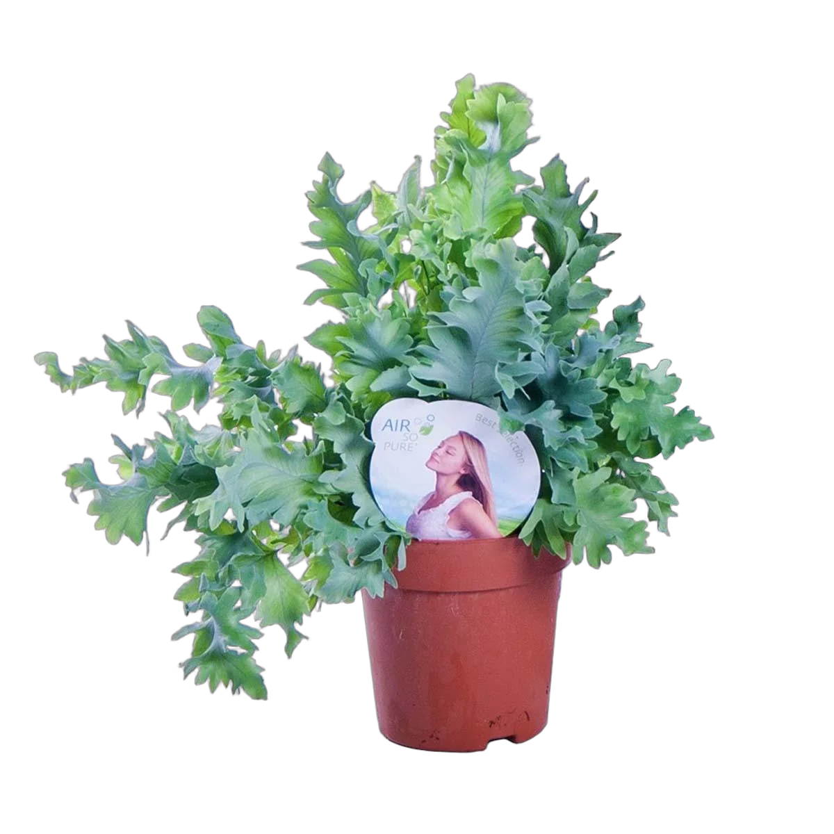 Флебодиум Давана - Phlebodium aureum Davana D12 H30