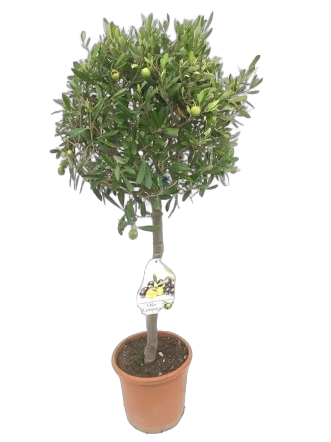 Оливковое дерево, маслина европейская - Olea europaea  D25 H100