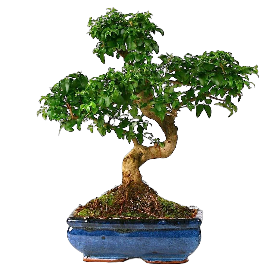 Бонсай Лигуструм D20 H35