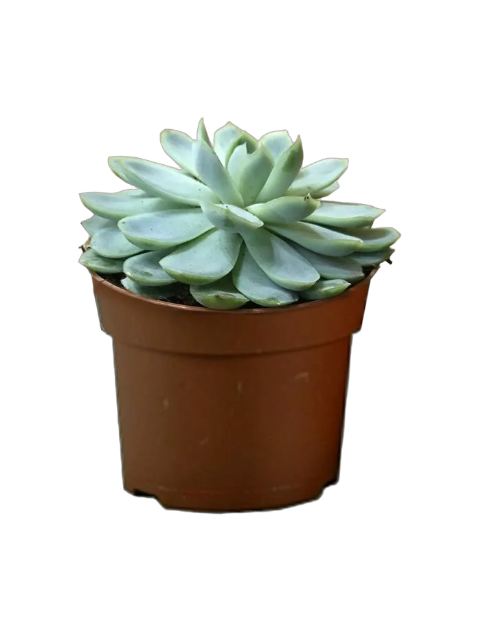 Эхеверия Колората - Echeveria Colorata D5 H10