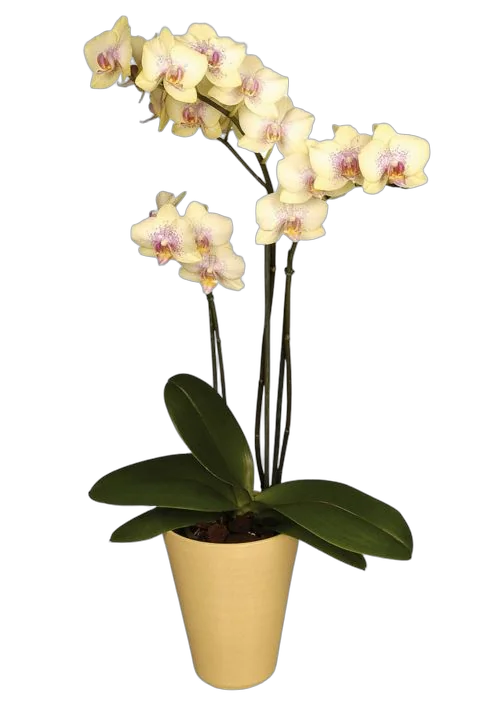 Фаленопсис 3 цветоноса - Phalaenopsis Limey D12 H60