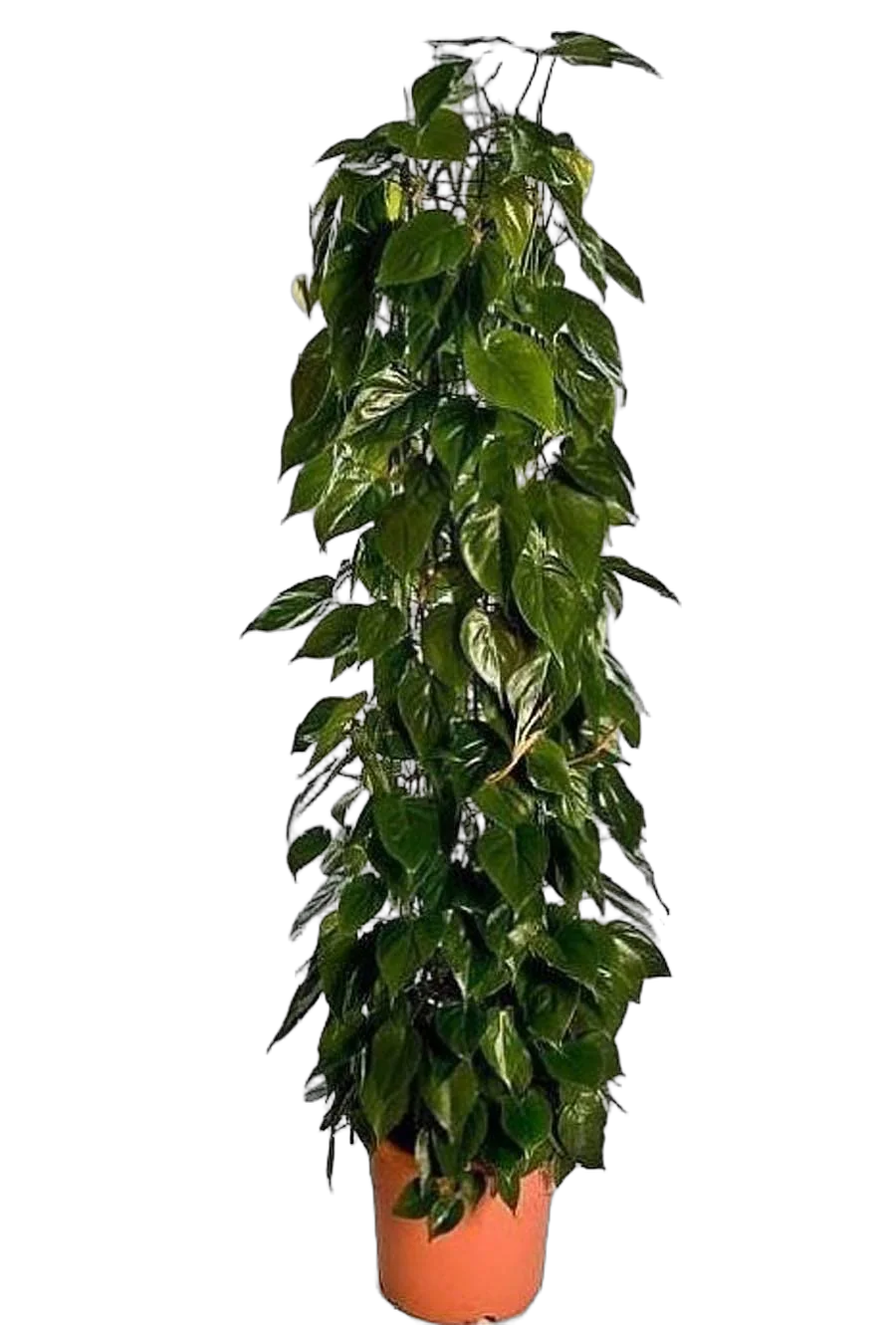 Филодендрон Сканденс, лазящий - Philodendron scandens   D9 H12