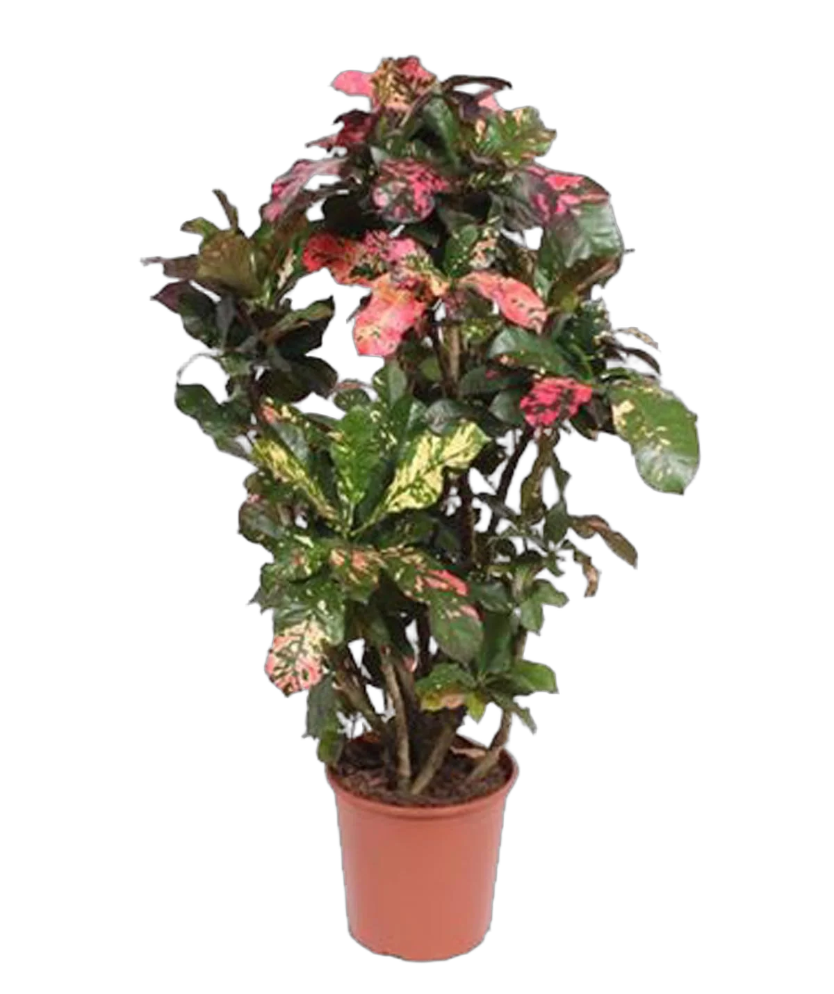 Магнифисент