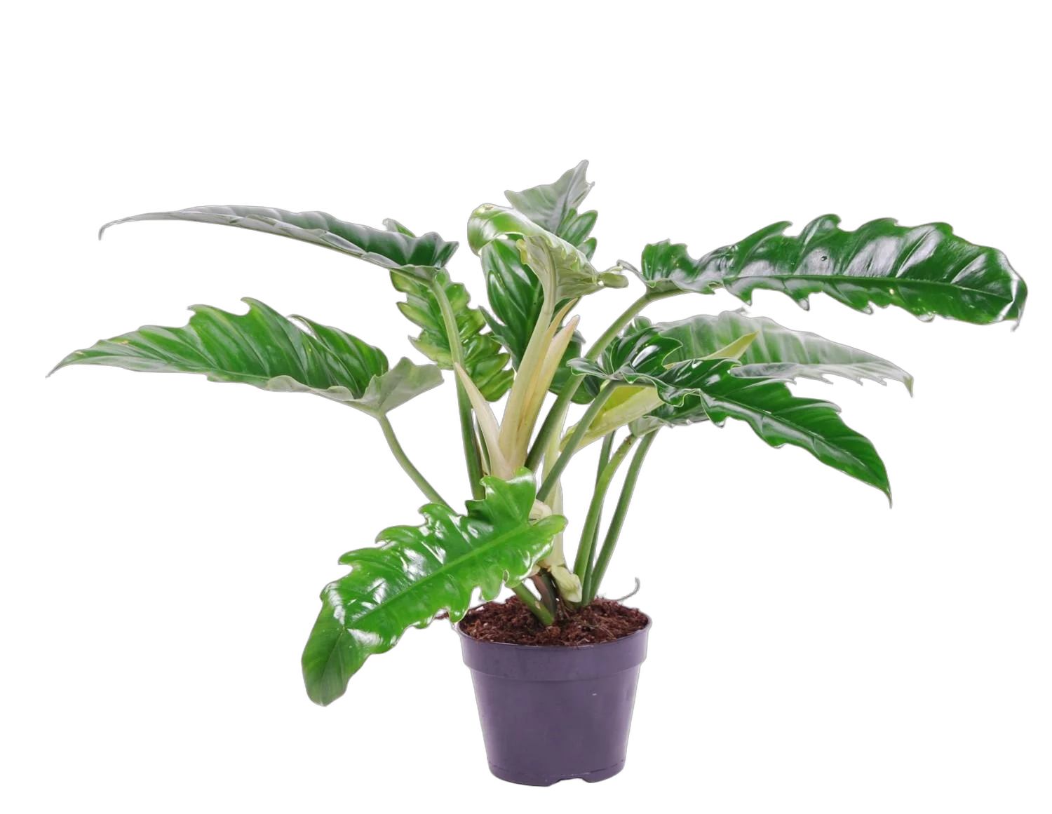 Филодендрон Нарроу - Philodendron Narrow D17 H50