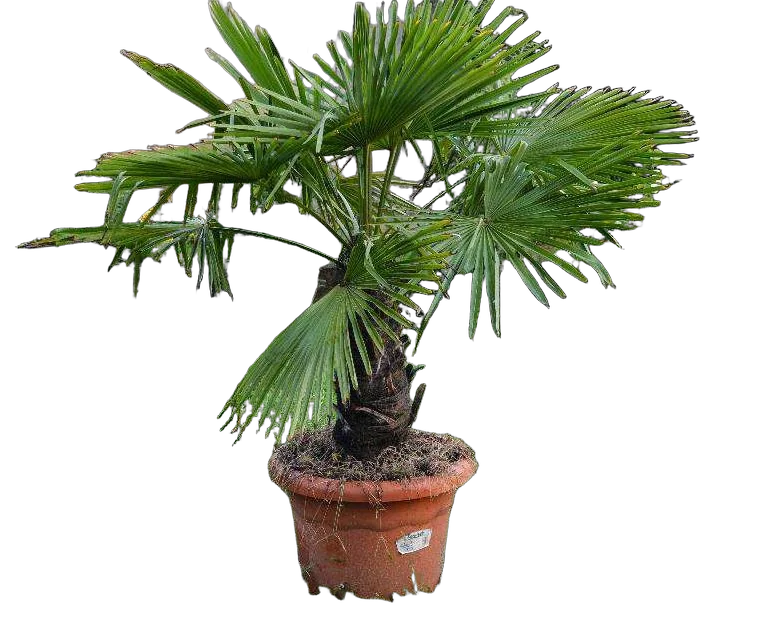 Пальма Трахикарпус - Trachycarpus D40 H190