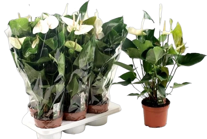 Антуриум Андреанум Кокос - Anthurium Cocos белый D12 H40