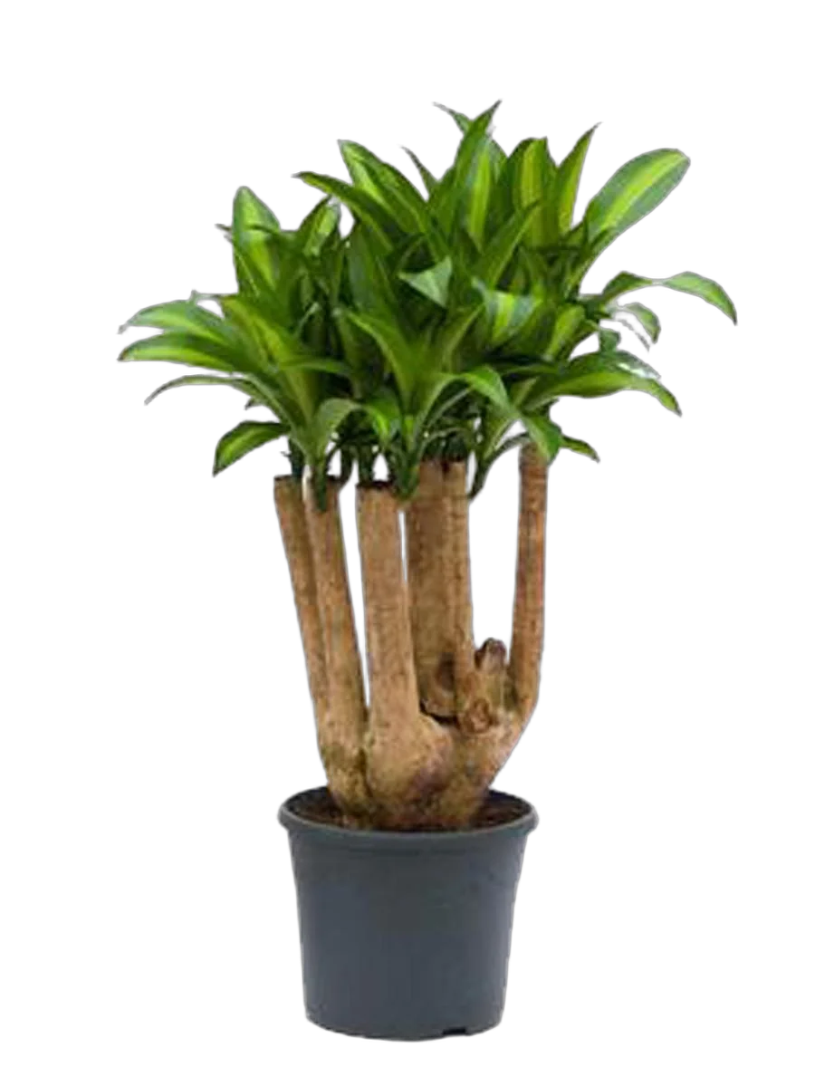 Драцена Массанжеана разветвленная - Dracaena Massangeana D24 H100
