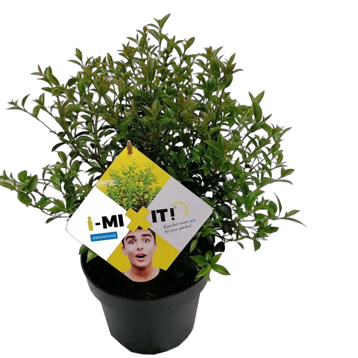 Османтус гибридный Бурквуда - Osmanthus burkwoodii D23 H30