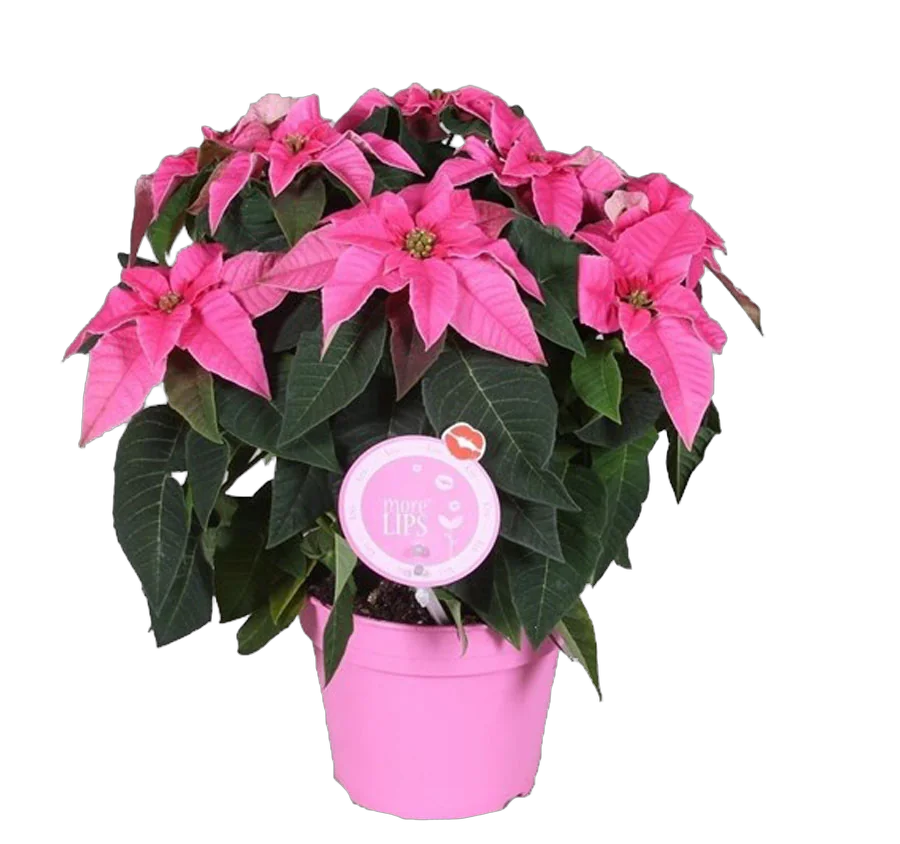 Пуансеттия (молочай красивейший) пурпурный - Euphorbia pulcherrima D14 H25