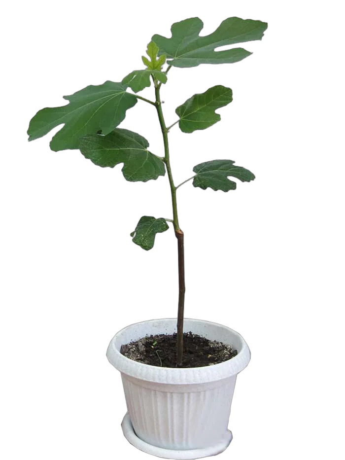 Инжир Борнхольмс - Ficus carica Bornholms D17 H50