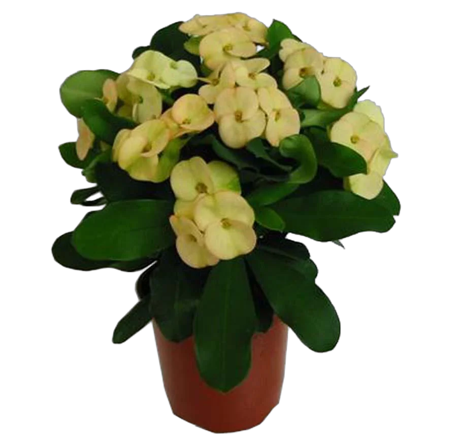 Эуфорбия Миля желтая - Euphorbia Milii D12 H25