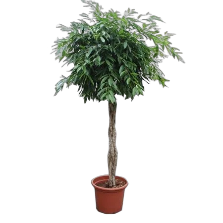 Фикус Амстел Кинг косичка - Ficus Bin Amstel King Twisted Stem D60 H300