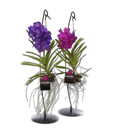 Ванда подвесная на подставке - Vanda On Standaard H80