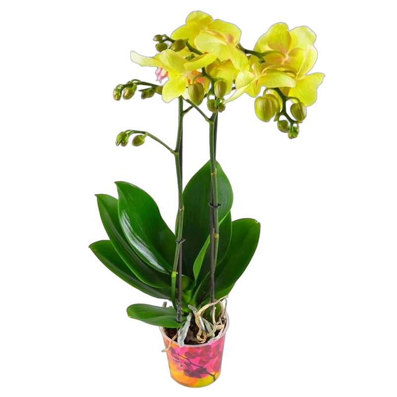 Фаленопсис Anthura Gold 2 цветоноса - Phalaenopsis D12 H50