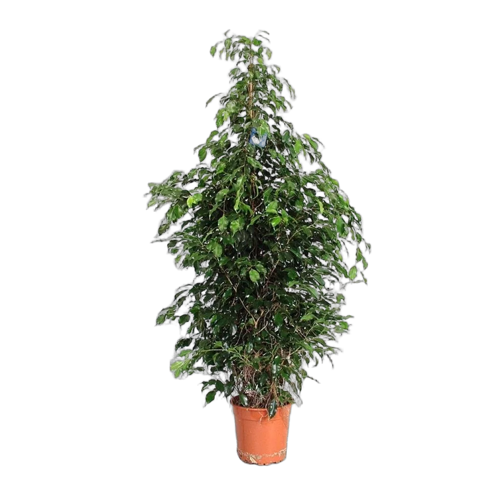 Фикус Бенджамина Экзотика - Ficus benjamina Exotica D35 H190