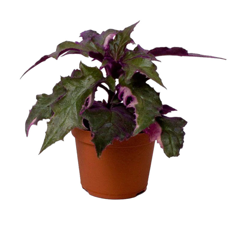 Гинура - Gynura D9 H15