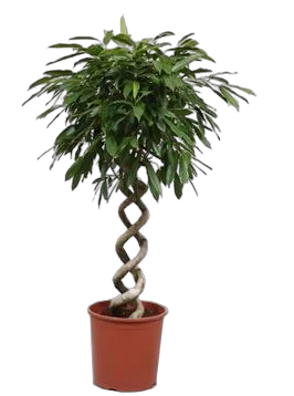 Фикус Биннедика Амстел Кинг двойная спираль - Ficus Amstel King D30 H140