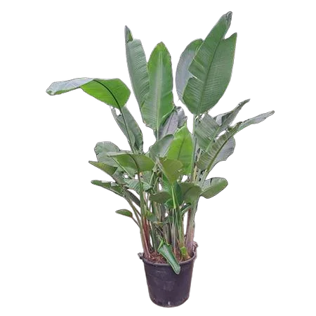 Стрелиция Николай - Strelitzia Nicolai D60 H350