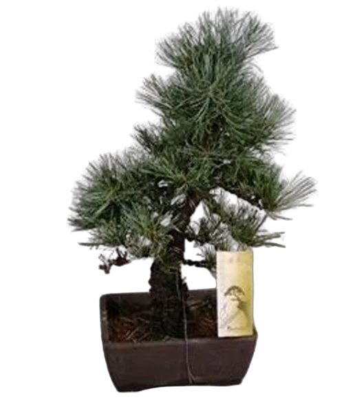 Бонсай Сосна- Bonsai Pinus D17 H45