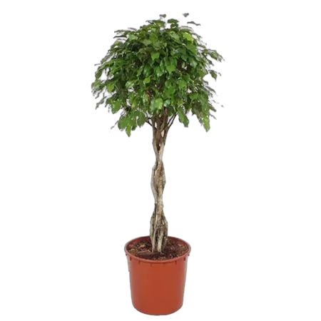 Фикус Бенджамина экзотика косичка - Ficus Be Exotica Twisted Stem D31 H140