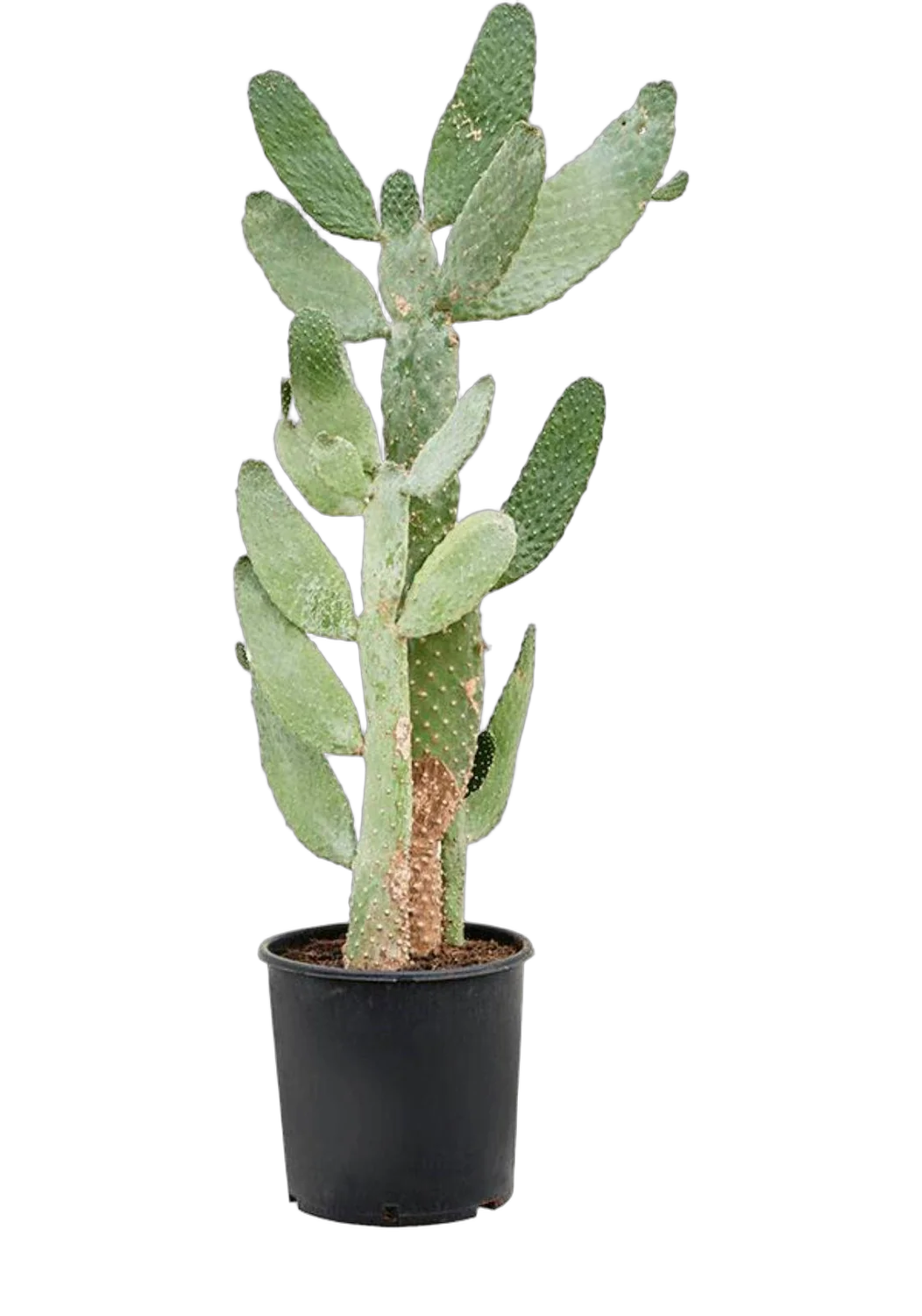 Опунция консолея - Opuntia consolea D32 H130