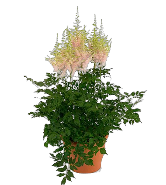 Астильба Г. Арендса китайская Милк энд хоней - Astilbe Milk and honey D14 H40