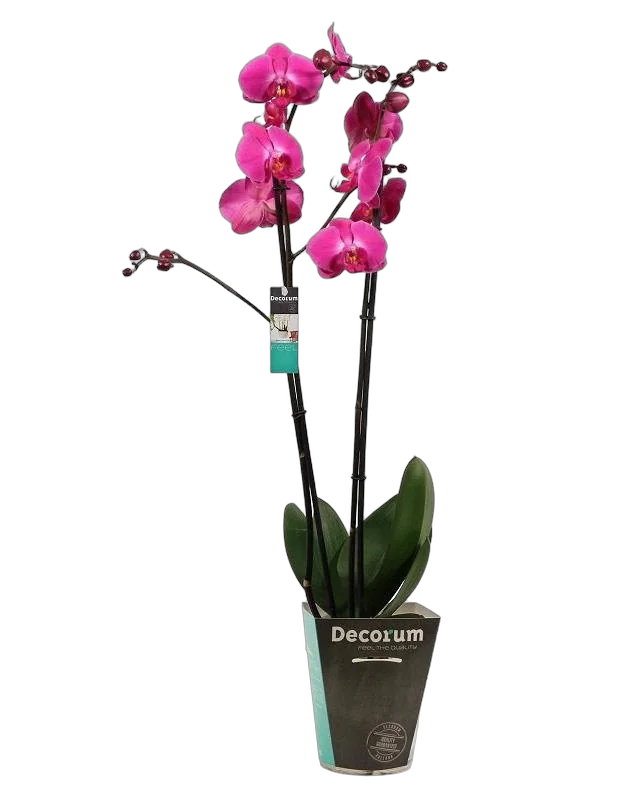 Фаленопсис гигантский 2 цветоноса - Phalaenopsis gigantea Louisiana D15 H100