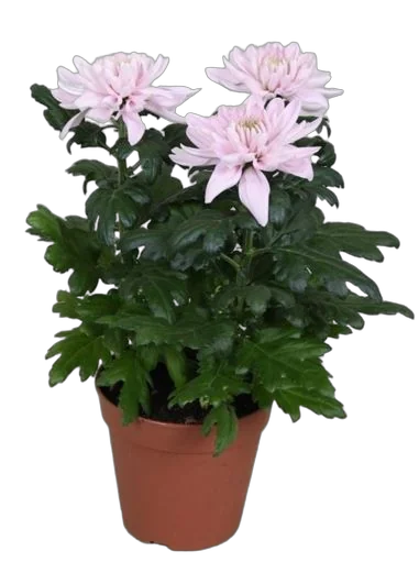 Хризантема розовая - Chrysanthemum D15 H30