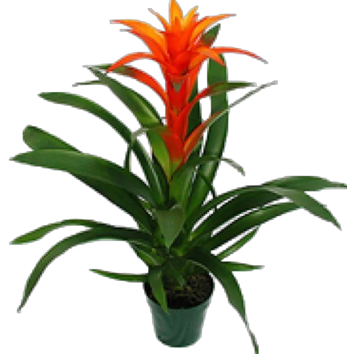 Гусмания ораньжевая - Guzmania D12 H50