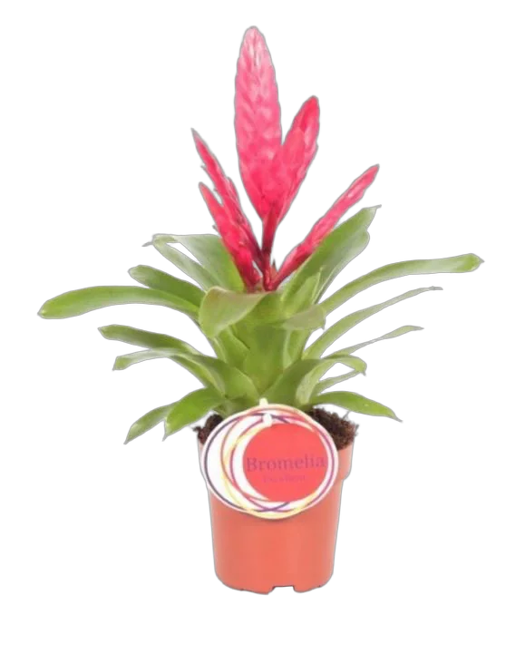 Фризея Intenso Pink розовая - Vriesea D12 H35