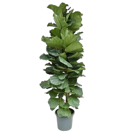 Фикус Лировидный (Лирата) - Ficus Lyrata D40 H230