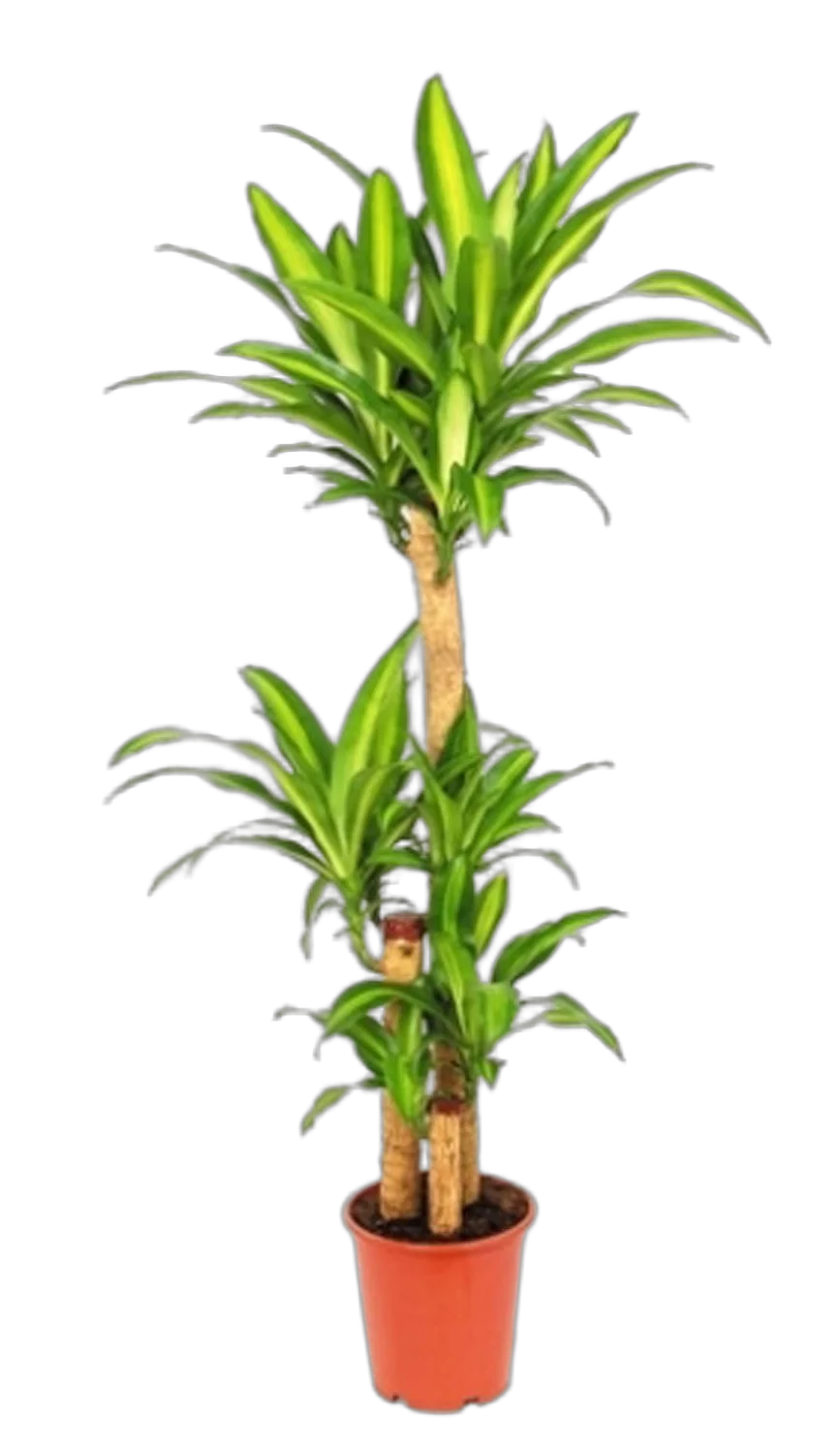 Драцена Массанжеана 3 ствола - Dracaena Massangeana D23 H120