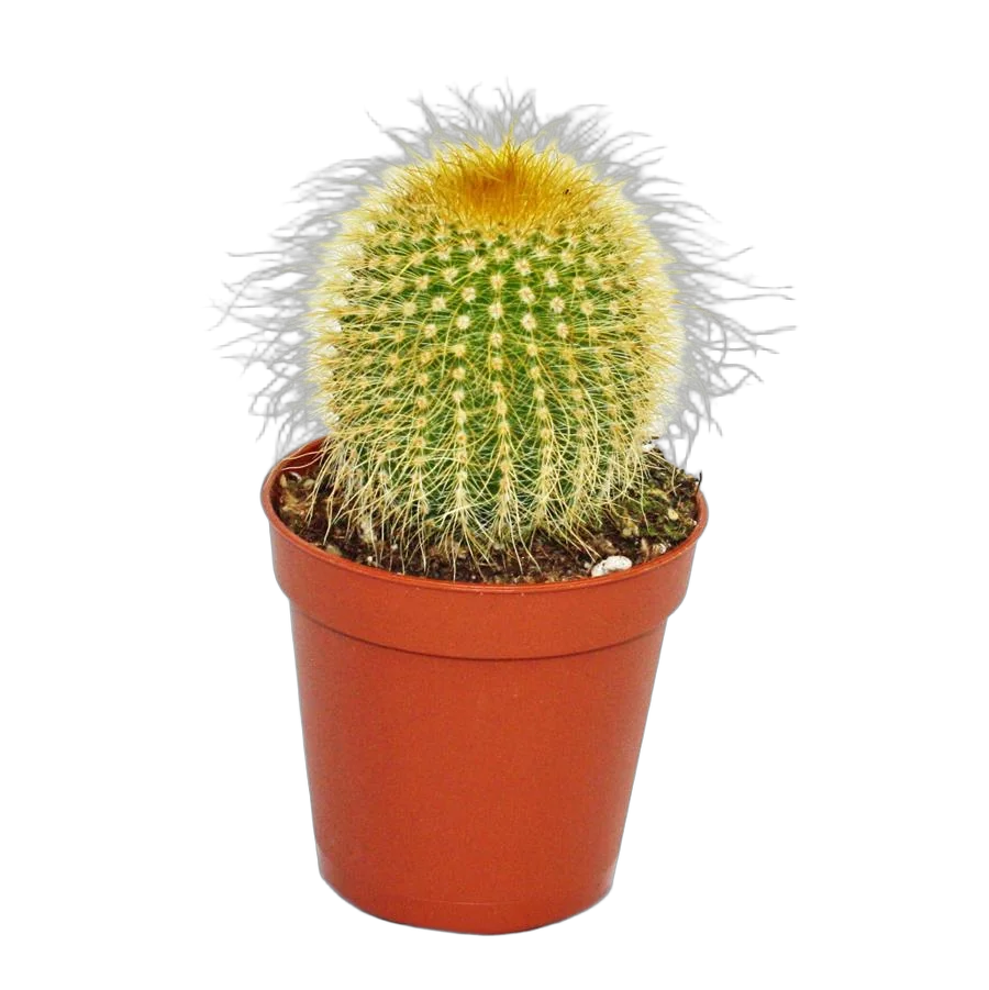 Эриокактус Ленингауза - Eriocactus leninghausii D7 H12