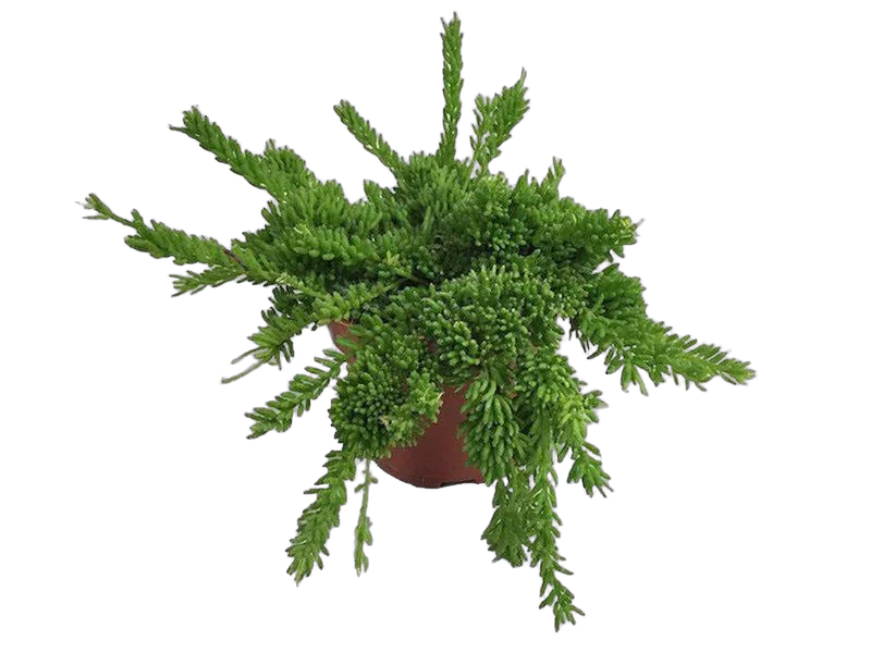 Рипсалис мезембриантемовый - Rhipsalis mesembryanthemoides D12 H20