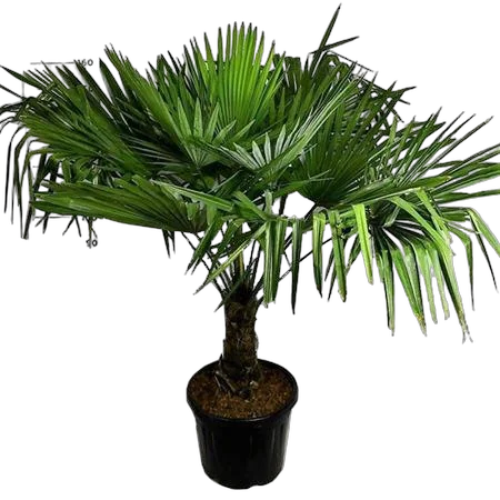 Трахикарпус Фортунели - Trachycarpus Fortunei D40 H170