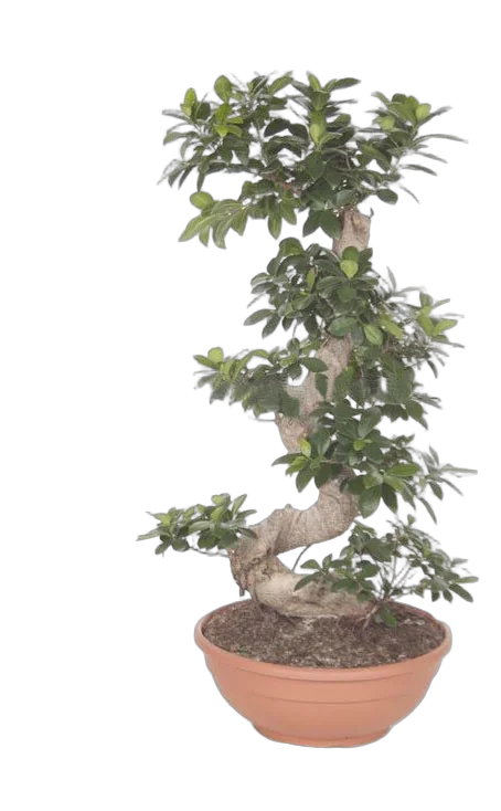 Бонсай Фикус Микрокарпа с закрученным стволом - Bonsai Ficus microcarpa D40 H100