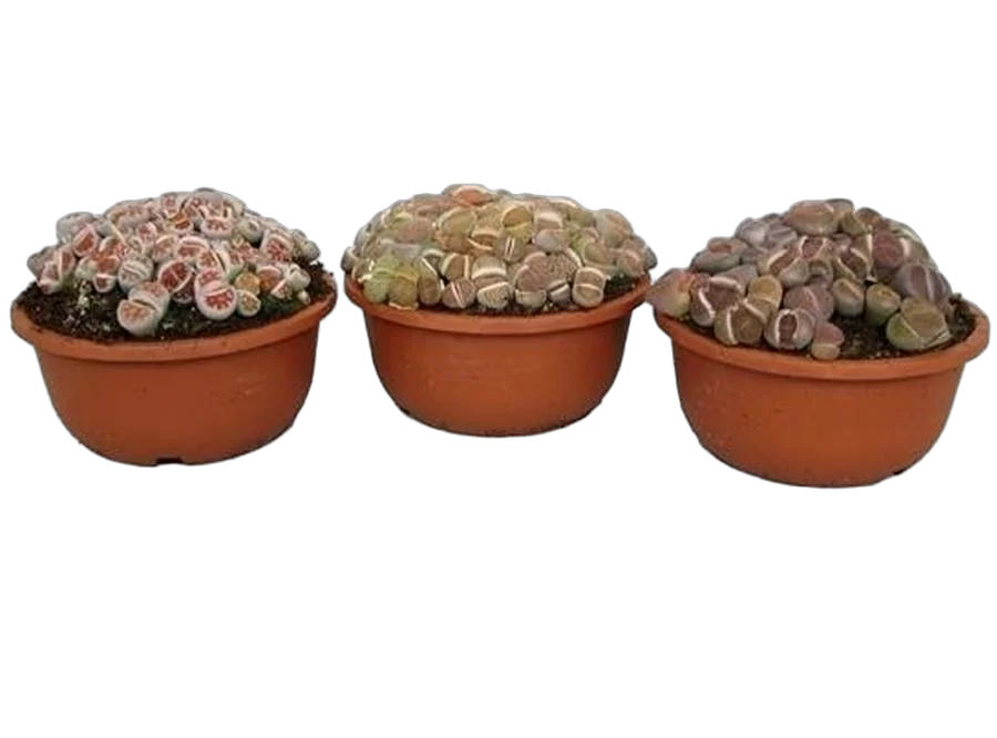 Литопс - Lithops Spp Touffe D10 H15