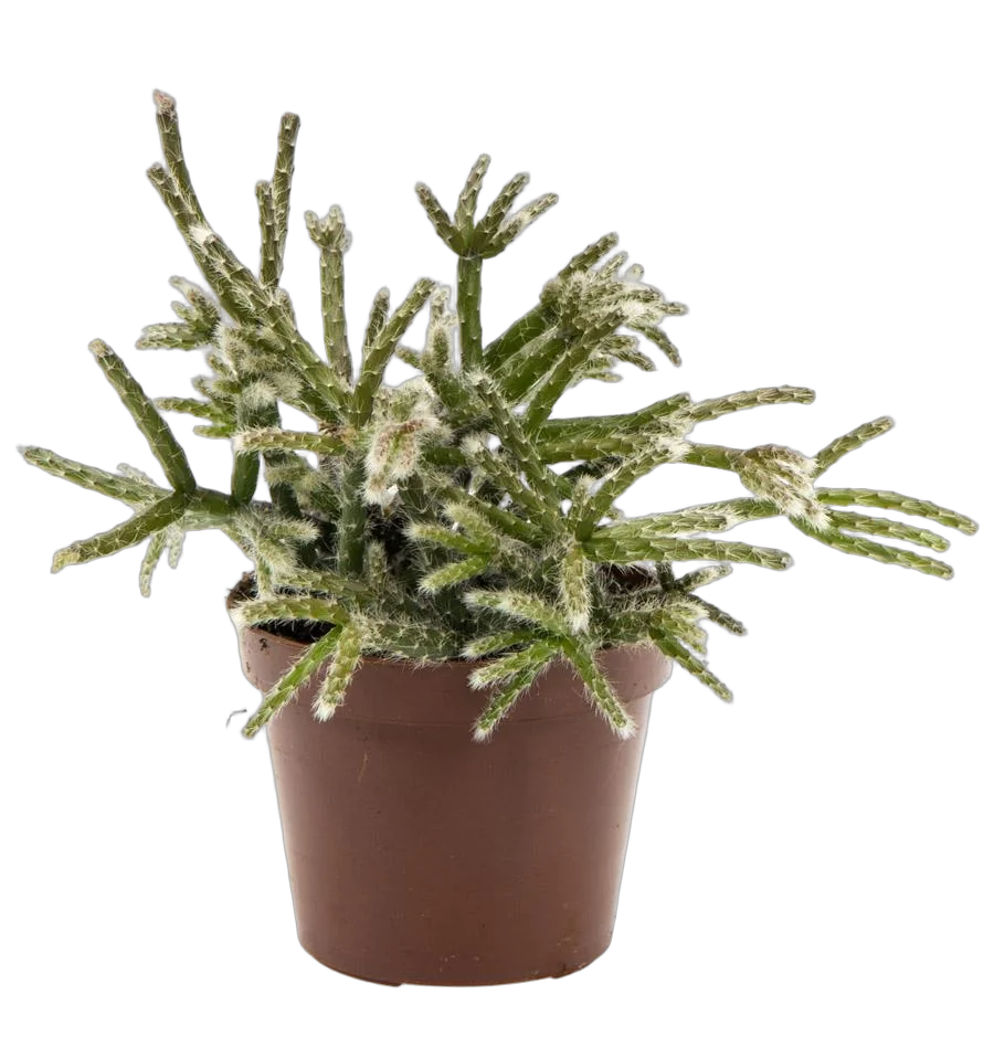 Рипсалис опушенноплодный (пилокарпа) - Rhipsalis pilocarpa D9 H12