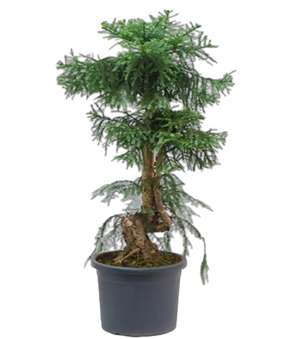 Бонсай Араукария - Bonsai Araucaria D30 H75