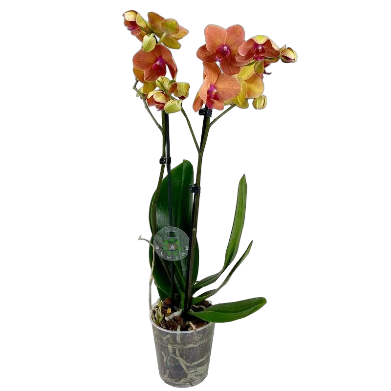 Фаленопсис мини 2 цветоноса - Phalaenopsis D12 H20