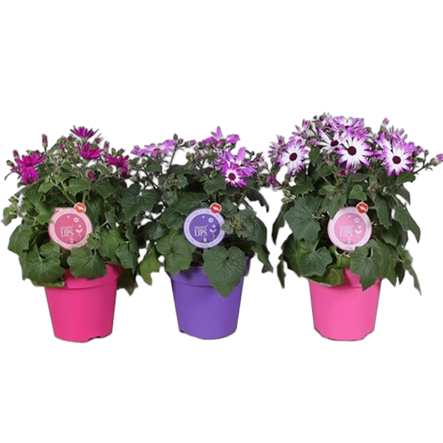 Крестовник (циннерария) Кровавая микс - Senecio cruentus mix D10 H20