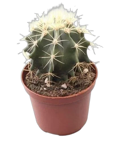 Ферокактус Глауцесенс - Ferocactus Glaucescens D7 H12