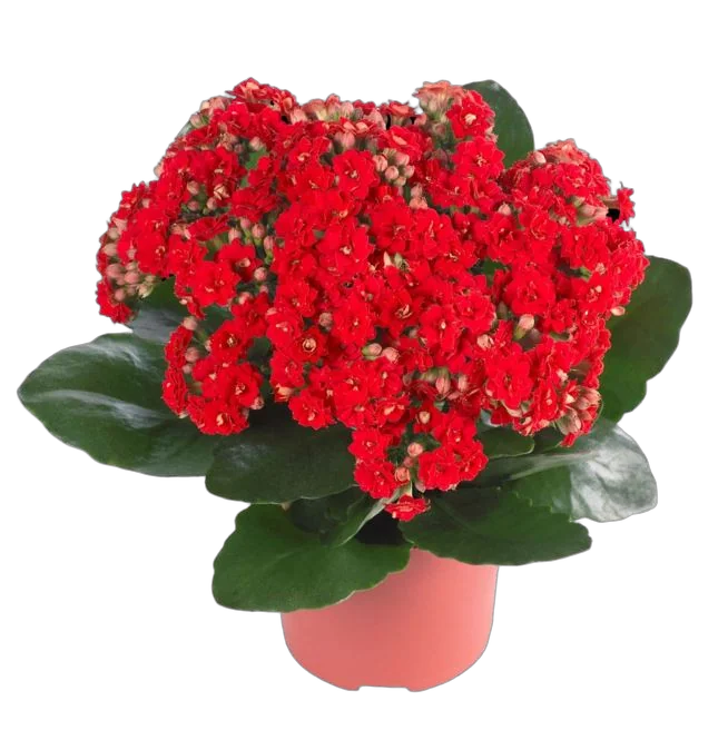 Каланхоэ Каландива красный - Kalanchoe Calandiva Red D23 H30