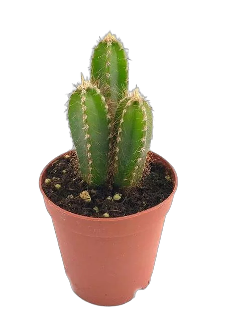 Цереус Перуанский, цереус ночной, или репандус - Cereus repandus D12 H20